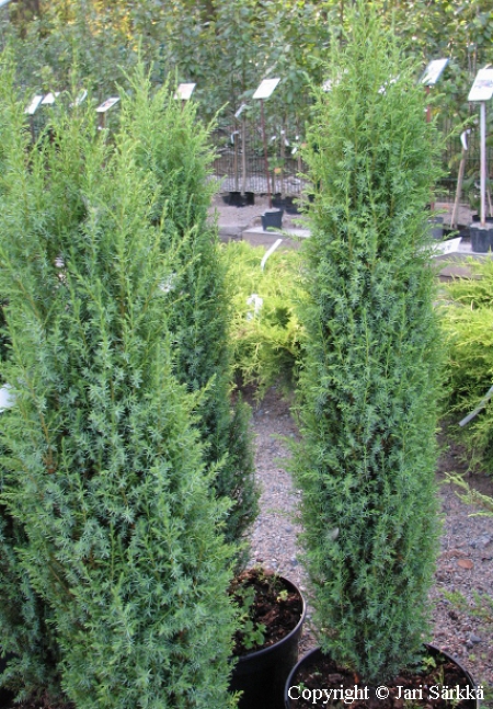 Juniperus communis 'Compressa', pikkupilarikataja